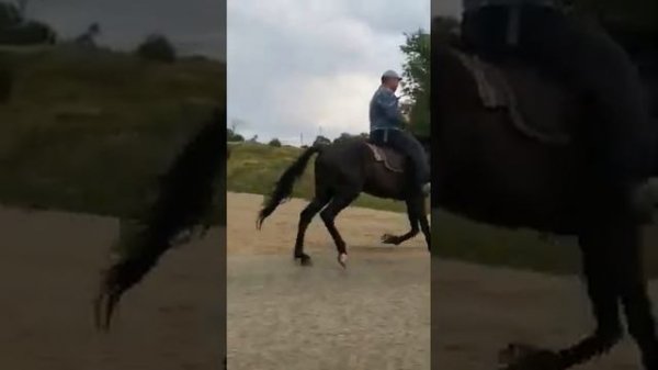 обучение иноходи.