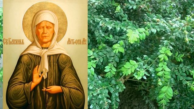 МОЛИТВА МАТРОНУШКЕ МОСКОВСКОЙ ! ПОПРОСИТЕ МАТРОНУШКУ О СЧАСТЬЕ ДОЧЕРИ ! смотреть онлайн