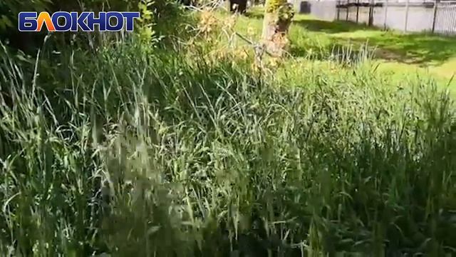 «Рассадник клещей и змей»: жители нескольких районов города просят убрать высокие заросли травы смотреть онлайн