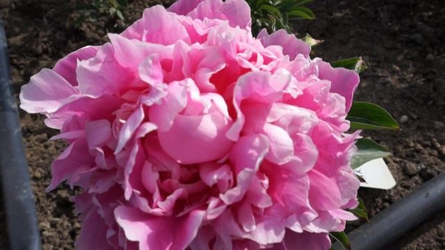 Пион PINK PARFAIT