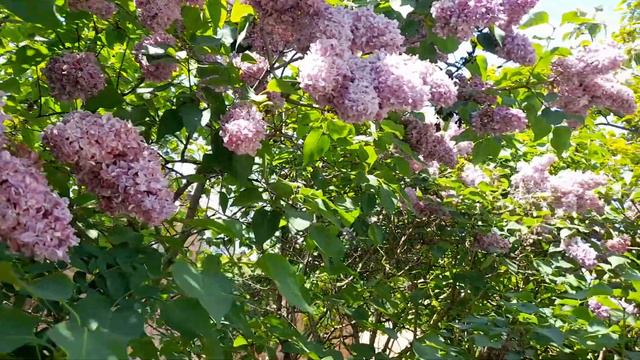 САД🌱ОГОРОД🌹ЦВЕТЫ/Декоративные растения/Сирень моя/МАМИНЫ РЕЦЕПТЫ/ТАНИНЫ РЕЦЕПТЫ/КУЛИНАРИЯ В ТРЕНДЕ смотреть онлайн