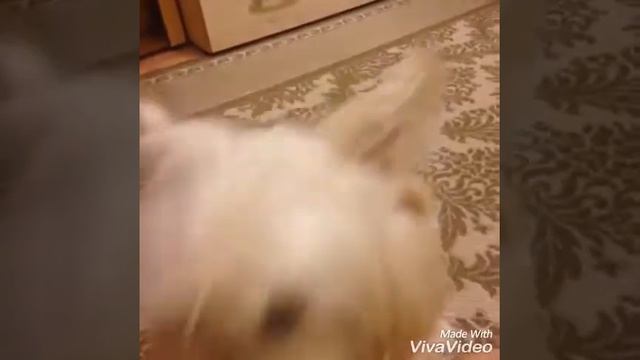 Моя собака ;3 .Мои питомцы смотреть онлайн