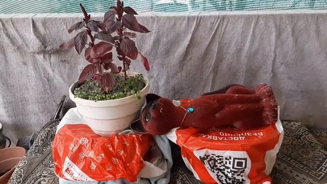 Сняли шторы с беседки. Холодильник теперь на улице. смотреть онлайн