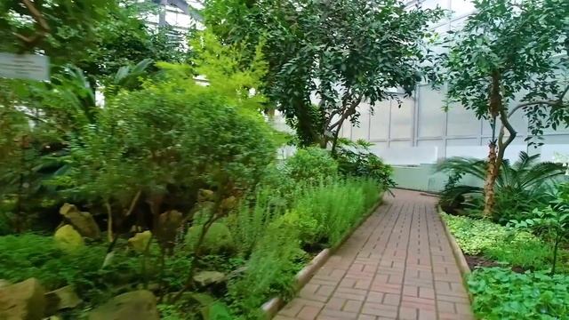 Оранжерея «Плодовые и другие полезные растения тропиков и субтропиков» смотреть онлайн