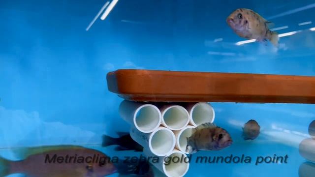 Integral Aquatics Metriaclima zebra gold mundola point смотреть онлайн