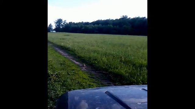 Удод смотреть онлайн