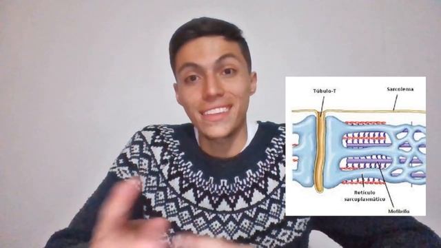 FISIOLOGIA DE LA CONTRACCIÓN MUSCULAR смотреть онлайн