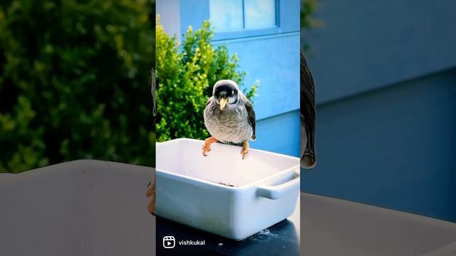 Noisy Miner(Manorina melanocephala) #noisyminer #manorina #melanocephala #honeyeater #honeyeaterbir смотреть онлайн