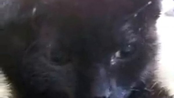 Пирсинг животных