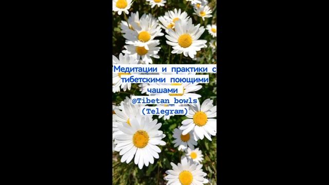 Поющие чаши, 108 раз ОМ. Гармонизируем ум, тонкие тела, чакры через звук