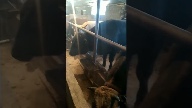 Откорм бычков . Fattening of bulls. Рацион кормления бычков . смотреть онлайн