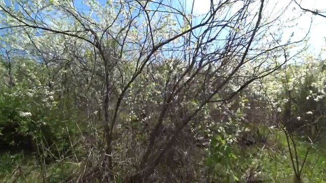 В лог за смородиной и мятой. В заброшенные сады. 16 мая 2021 смотреть онлайн