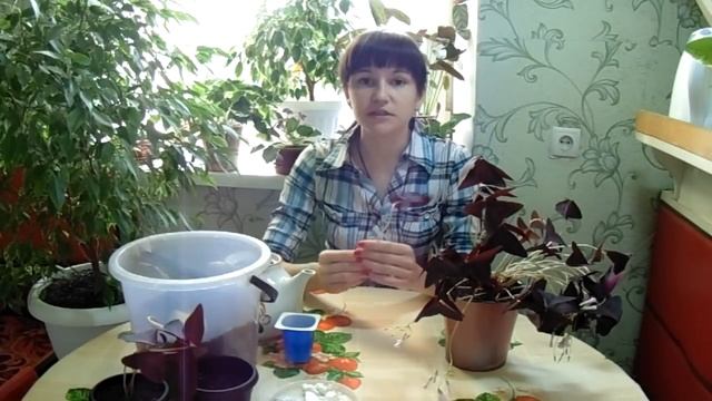 ОКСАЛИС (КИСЛИЦА, Oxalis) размножение тремя способами смотреть онлайн