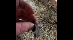 Обезроживание козы пилой