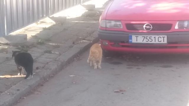 Свирепа котешка борба смотреть онлайн