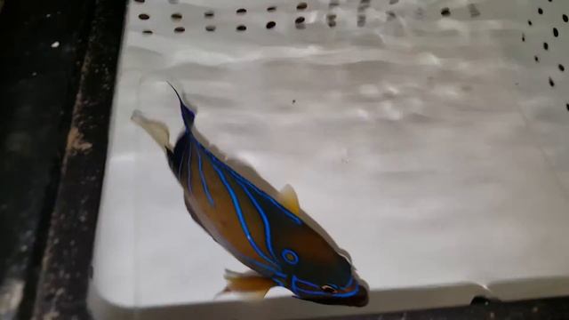 Annularis Angel $279 - Sri Lanka смотреть онлайн