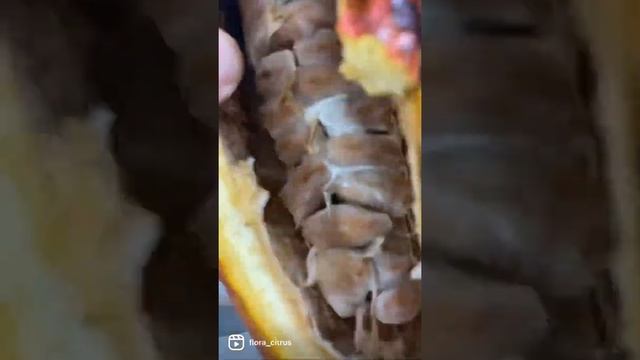 Как почистить плод какао, какао бобы смотреть онлайн