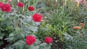 Роза Тесс . Rosa Tess . Английские розы . Розы Дэвида Остина .