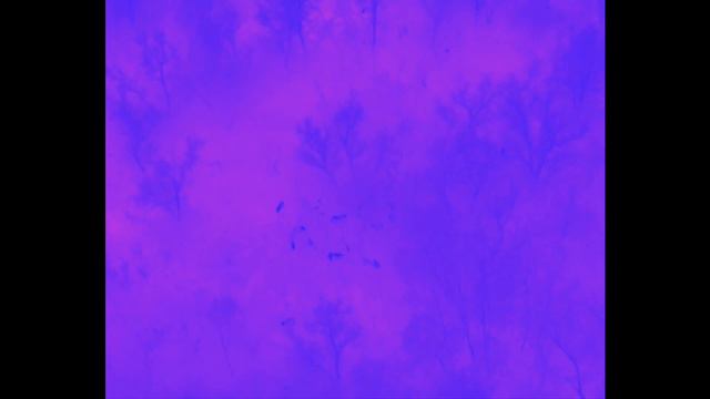 DJI Matrice 300 + H20T Петрово смотреть онлайн