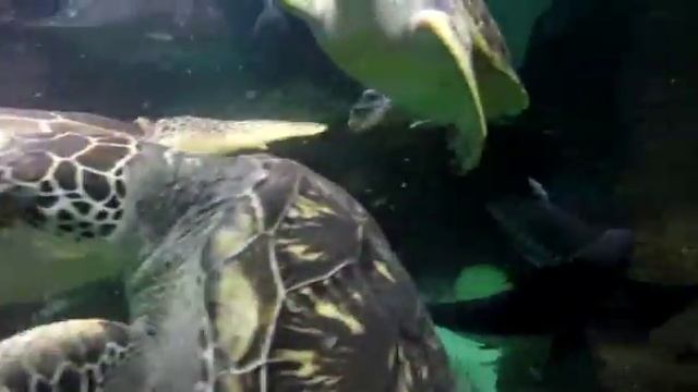 Кормление черепах. смотреть онлайн