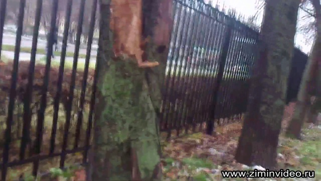 Хитрый дятел смотреть онлайн
