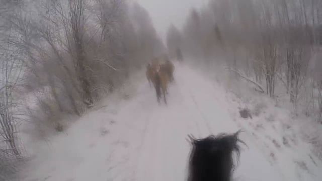 Башкирская порода лошадей "За 3 дня до..." смотреть онлайн