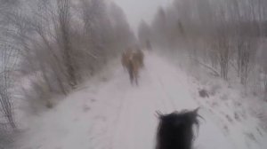 Башкирская порода лошадей "За 3 дня до..."