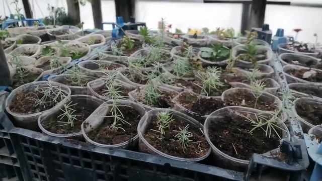 Лотус макулатус (попугайчики) обзор, черенкование. смотреть онлайн