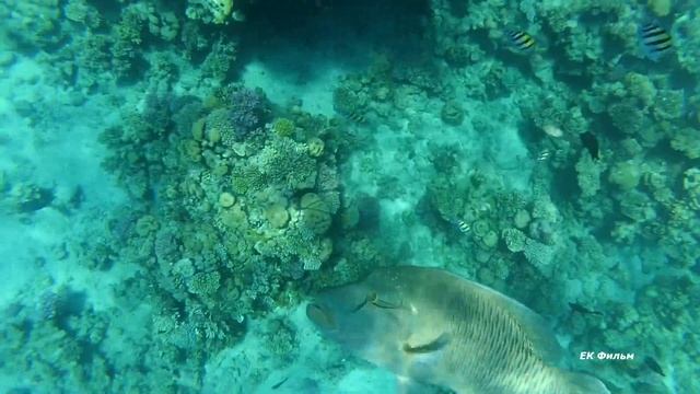 Дружим с рыбками смотреть онлайн