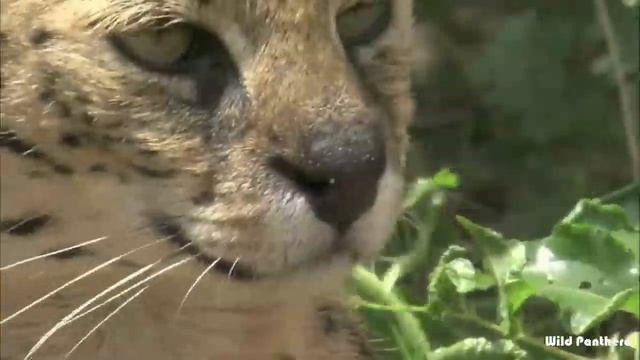 SERVAL VS CARACAL - Serval VS Caracal Who Would Win