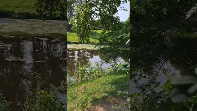 В Павловском парке зреют плоды акации смотреть онлайн