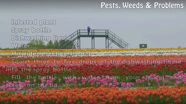 How to Get Rid of Bugs on a Hibiscus Plant смотреть онлайн