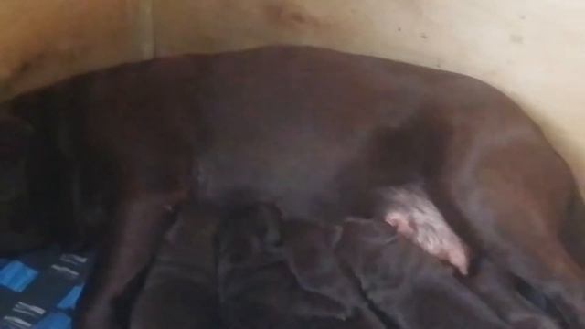 2 недели лабрадоры(1) смотреть онлайн