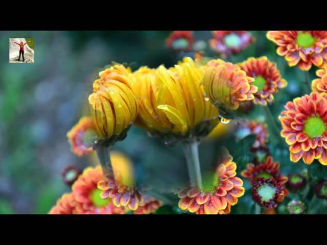 Бал хризантем в Никитском ботаническом саду | Ball Of Chrysanthemums In Nikitsky Botanical Garden