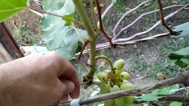 Виноград Посланник Индиана прививки Теплова Татьяна смотреть онлайн