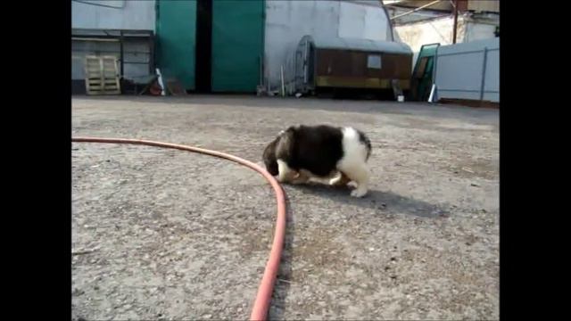 щенки кавказской овчарки смотреть онлайн