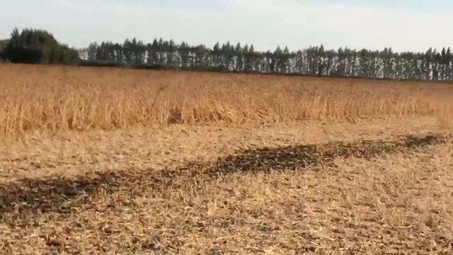 Комбайн КЗС 1218 с модернизированной жаткой на уборке сои смотреть онлайн