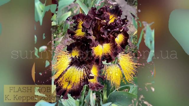 Шедевральные ирисы K. Кеппела в нашем саду 2020 г., ч.2 Our Collection Of Keith Keppel's Irises, #2