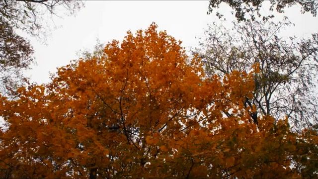 Осенняя встреча (романс) смотреть онлайн