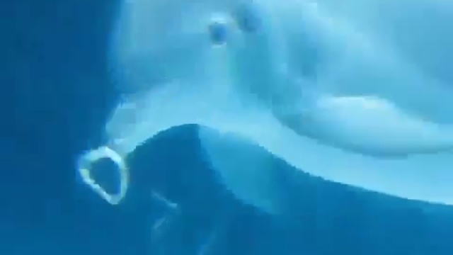 Дельфины умеют пускать ультразвуковые кольца смотреть онлайн