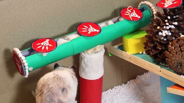 Cute Hamster Challenge With Food  | Hamster Survival ?14