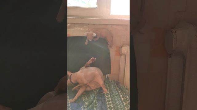 Уроки скалолазания у КОТЁНКА! смотреть онлайн