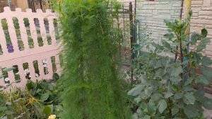 Ёлочка без иголочек - ипомея  квамоклит.