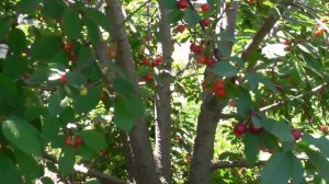 ЧЕРНОКОРКА- РАННЯЯ ВИШНЯ, АЗЫ УХОДА