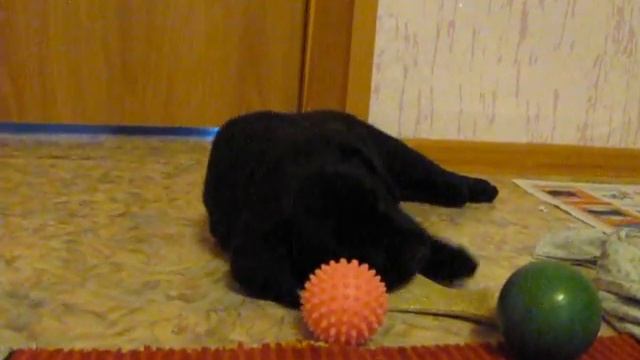 Лабры это еще те грызуны смотреть онлайн