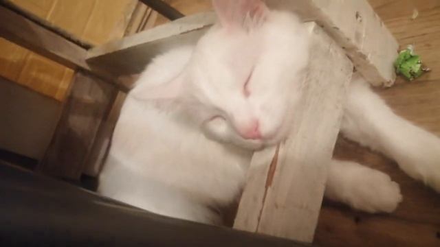 турецкаяангоркасамый белоснежныйикрасивый кот!!!из минусов очень сильно линяет шерсть и глухой100% смотреть онлайн