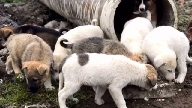 Мужчина заглянул в бетонную трубу и обнаружил там то, после чего долго рыдал и не мог прийти в себя смотреть онлайн