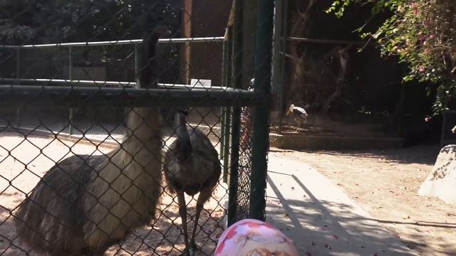 Парк миллионолетних камней в Паттайе и зоопарк / Эмили Фэмили Влог смотреть онлайн