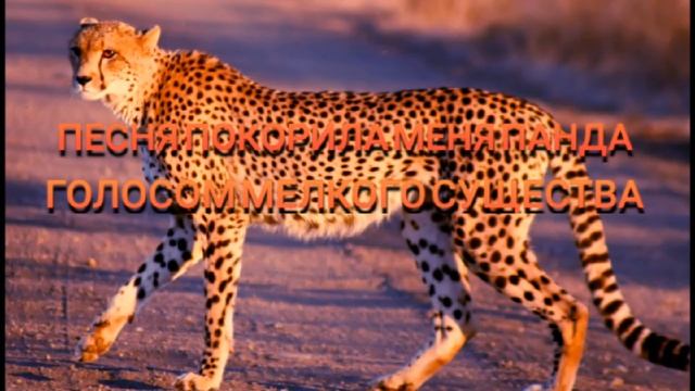 Песня покорила меня панда голосом мелкого существа смотреть онлайн