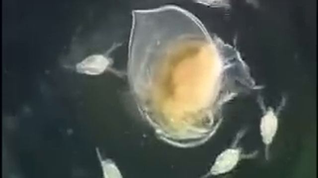 Daphnia Magna - Ecdysis (molting)